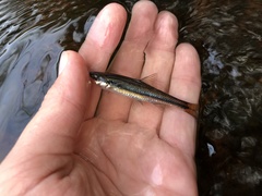 Pteronotropis harperi