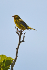 Chloris chloris chloris