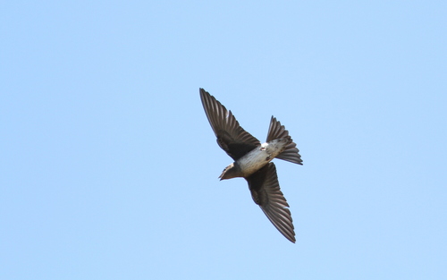 Cuban Martin (Progne cryptoleuca), photo 9