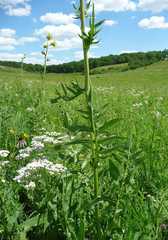 Silphium laciniatum laciniatum