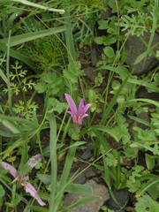 Colchicum schimperianum