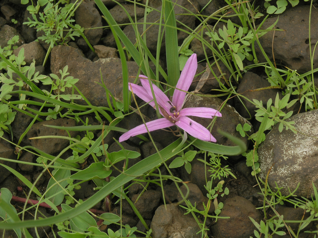Colchicum schimperianum, Ethiopia, Oromia, North Shewa, Debre Libanos  environs, German Ethnoresort environs, above the bluff of the Jama River valley