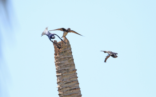 Cuban Martin (Progne cryptoleuca), photo 7