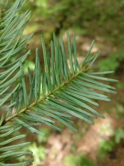 Abies balsamea