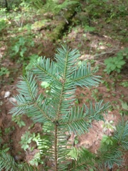 Abies balsamea