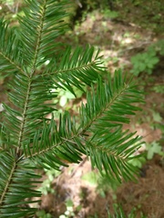 Abies balsamea