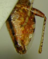 Rhopalus subrufus