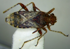 Rhopalus subrufus