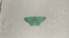 Cyclothea disjuncta