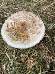 Macrolepiota brunnescens