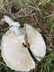 Macrolepiota brunnescens