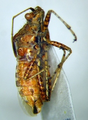 Rhopalus subrufus