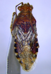 Rhopalus subrufus