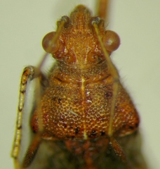 Rhopalus subrufus
