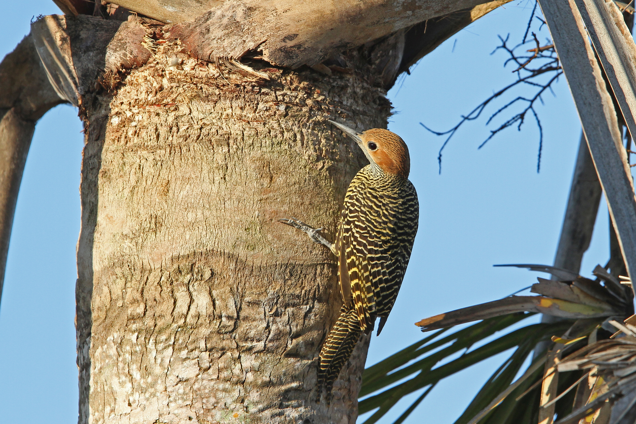 Fernandina's Flicker illustration