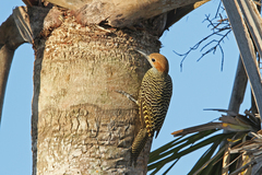 Colaptes fernandinae