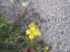 Diplotaxis harra crassifolia