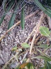 Diplotaxis harra crassifolia