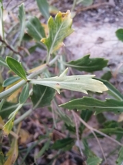 Diplotaxis harra crassifolia