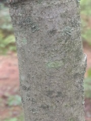 Quercus rubra