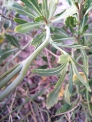 Diplotaxis harra crassifolia