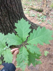 Quercus rubra