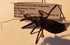 Rhynocoris ibericus