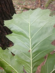 Quercus rubra