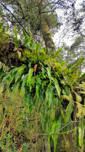 Bigfruit Scaly Polypody