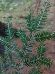 Tsuga canadensis