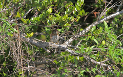 Glaucidium siju