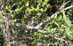 Glaucidium siju