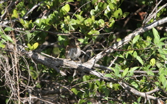 Glaucidium siju