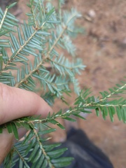 Tsuga canadensis