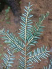 Tsuga canadensis