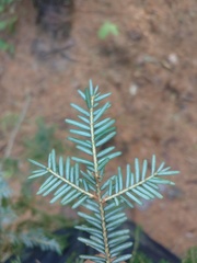 Tsuga canadensis