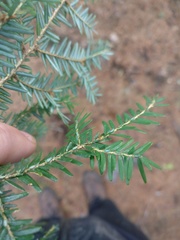 Tsuga canadensis