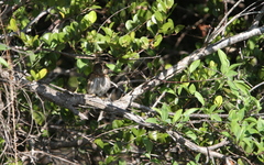 Glaucidium siju