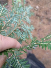 Tsuga canadensis