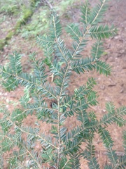Tsuga canadensis