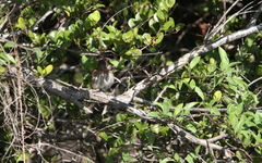 Glaucidium siju