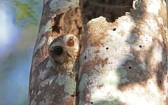 Margarobyas lawrencii