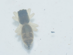 Cosmophasis thalassina