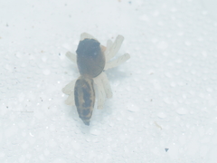 Cosmophasis thalassina