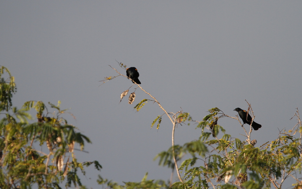 Red-shouldered Blackbird
