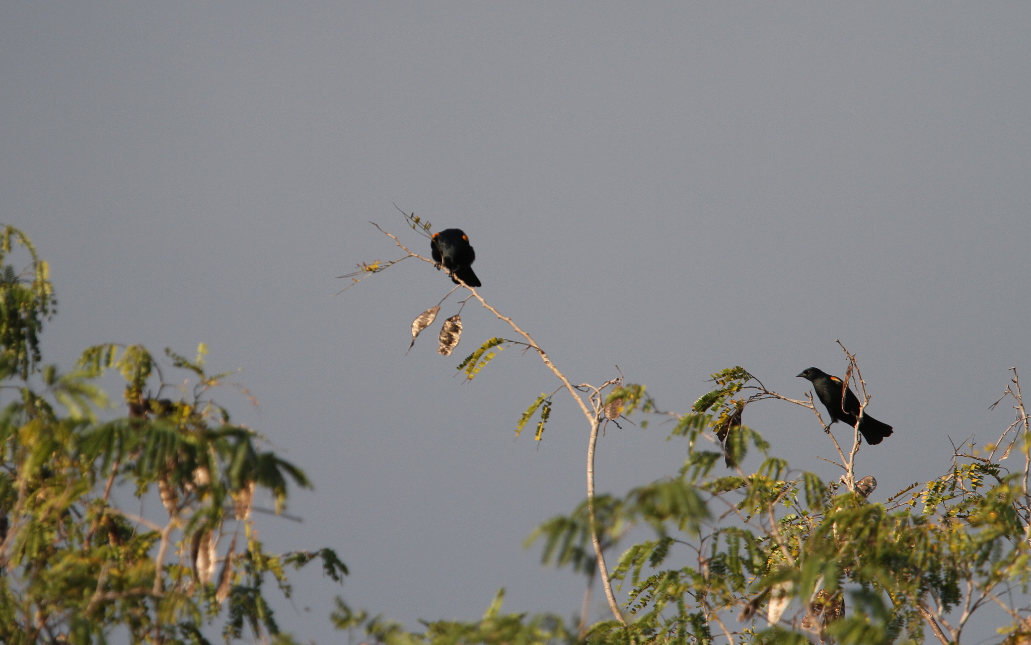 Red-shouldered Blackbird (Agelaius assimilis), photo 5