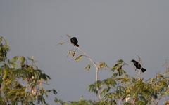 Agelaius assimilis