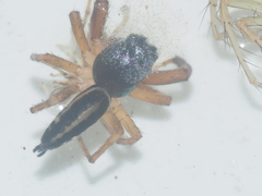 Cosmophasis thalassina