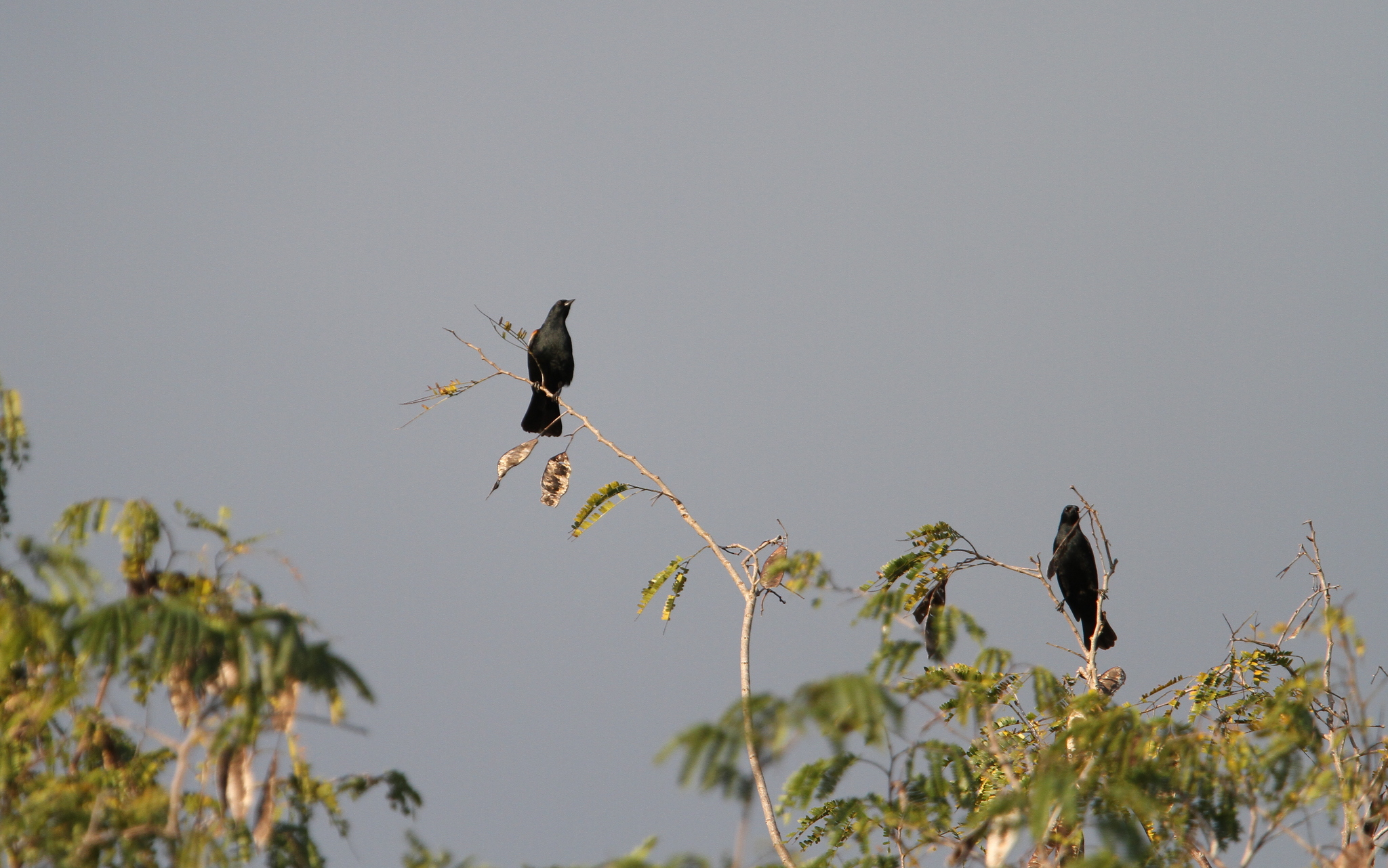 Red-shouldered Blackbird (Agelaius assimilis), photo 6