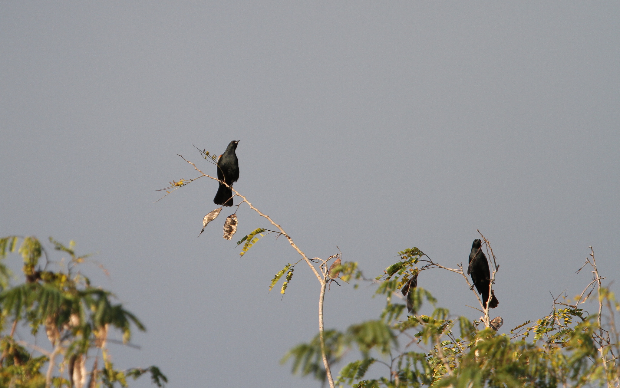 Red-shouldered Blackbird (Agelaius assimilis), photo 8